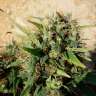 заказать семена конопли Украина Grapefruit Haze feminised заказать семена конопли Украина Grapefruit Haze feminised