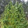 купить семена конопли в Украине Grapefruit Haze feminised купить семена конопли в Украине Grapefruit Haze feminised