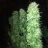 купить семена конопли недорого Grapefruit Haze feminised купить семена конопли недорого Grapefruit Haze feminised