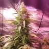 семена конопли недорого Hindu Kush feminised GanjaLiveSeeds семена конопли недорого Hindu Kush feminised GanjaLiveSeeds