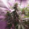 семена конопли в оригинальных упаковках Hindu Kush feminised GanjaLiveSeeds семена конопли в оригинальных упаковках Hindu Kush feminised GanjaLiveSeeds