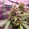 урожайные семена конопли Hindu Kush feminised GanjaLiveSeeds урожайные семена конопли Hindu Kush feminised GanjaLiveSeeds