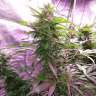 семена конопли с доставкой Hindu Kush feminised GanjaLiveSeeds семена конопли с доставкой Hindu Kush feminised GanjaLiveSeeds