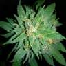 семена конопли автоцвет Auto Bubba Kush feminised Ganja Seeds семена конопли автоцвет Auto Bubba Kush feminised Ganja Seeds