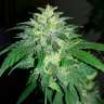 хорошие семена конопли Auto Bubba Kush feminised Ganja Seeds хорошие семена конопли Auto Bubba Kush feminised Ganja Seeds