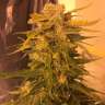 Семена марихуаны Cream Mandarine feminised Ganja Seeds