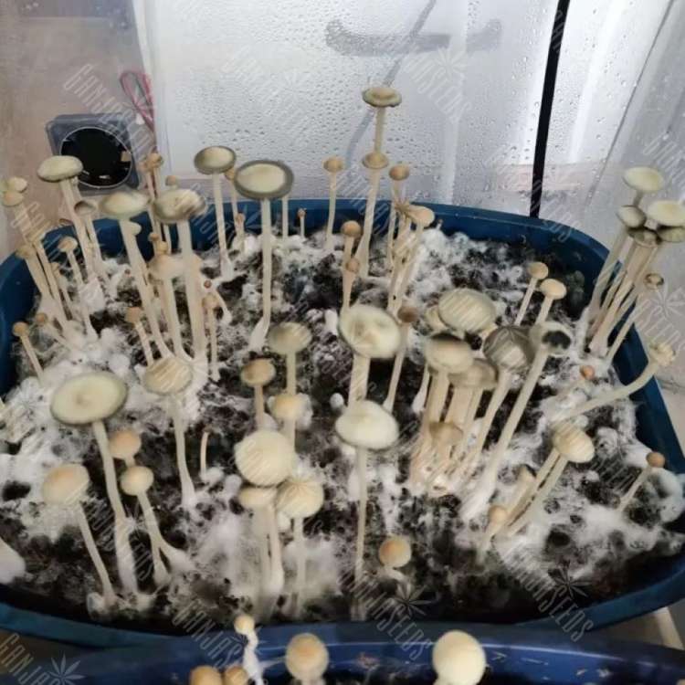 псилоцибиновый гриб споры выращивание Panaeolus Cyanescens Aussi X Bali Indonesia