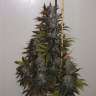 семена конопли недорого Auto Tobol feminised Bang Seeds семена конопли недорого Auto Tobol feminised Bang Seeds