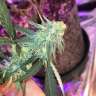 семена конопли для посадки купить Lemon Skunk feminised GanjaLiveSeeds семена конопли для посадки купить Lemon Skunk feminised GanjaLiveSeeds