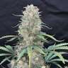 семена конопли автики Auto Afghan Kush feminised
 семена конопли автики Auto Afghan Kush feminised