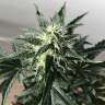 семена конопли Украина Auto Afghan Kush feminised Ganja Seeds семена конопли Украина Auto Afghan Kush feminised Ganja Seeds