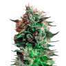 Купить фотик Jack 47 feminised Ganja Seeds Купить фотик Jack 47 feminised Ganja Seeds