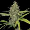 купить онлайн семена конопли G13 Haze feminised
 купить онлайн семена конопли G13 Haze feminised