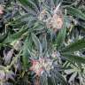 феминизированные семена конопли украина G13 Haze feminised феминизированные семена конопли украина G13 Haze feminised