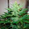 Фотопериодные сорта конопли G13 Haze feminised Ganja Seeds Фотопериодные сорта конопли G13 Haze feminised Ganja Seeds