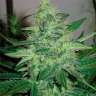 Качественные семена конопли G13 Haze feminised Ganja Seeds Качественные семена конопли G13 Haze feminised Ganja Seeds