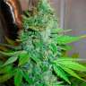 Недорогие семена конопли G13 Haze feminised Ganja Seeds Недорогие семена конопли G13 Haze feminised Ganja Seeds