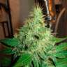 Семена конопли G13 Haze feminised Ganja Seeds Семена конопли G13 Haze feminised Ganja Seeds