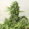 заказать семена конопли AK 49 feminised заказать семена конопли AK 49 feminised