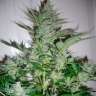 заказ семян конопли AK 49 feminised заказ семян конопли AK 49 feminised