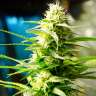 заказать семена конопли почтой AK 49 feminised заказать семена конопли почтой AK 49 feminised