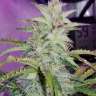 мощные семена конопли Auto Blueberry x Blue Mystic feminised
 мощные семена конопли Auto Blueberry x Blue Mystic feminised