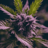 купить семена конопли для курения Auto Blueberry Haze feminised
 купить семена конопли для курения Auto Blueberry Haze feminised