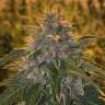 семена конопли экзотические Auto Blueberry Haze feminised
 семена конопли экзотические Auto Blueberry Haze feminised