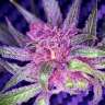 купить семена конопли в Украине Auto Blueberry Haze feminised купить семена конопли в Украине Auto Blueberry Haze feminised