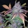 семена конопли для курения Auto Fastberry feminised GanjaLiveSeeds семена конопли для курения Auto Fastberry feminised GanjaLiveSeeds