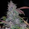 семена конопли медицинской Auto Fastberry feminised GanjaLiveSeeds семена конопли медицинской Auto Fastberry feminised GanjaLiveSeeds