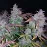 семена конопли почтой Auto Fastberry feminised GanjaLiveSeeds семена конопли почтой Auto Fastberry feminised GanjaLiveSeeds