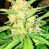 Качественные семена марихуаны Auto Gelato feminised Ganja Seeds Качественные семена марихуаны Auto Gelato feminised Ganja Seeds