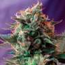 Быстрые сорта конопли Jack 47 feminised Ganja Seeds Fast Version Быстрые сорта конопли Jack 47 feminised Ganja Seeds Fast Version