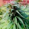 купить семена конопли феминизированные Early Skunk feminised купить семена конопли феминизированные Early Skunk feminised