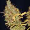 заказать семена конопли мощные Big Bud feminised
 заказать семена конопли мощные Big Bud feminised