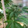 семена конопли скороспелый купить Sour Mango feminised