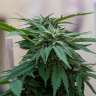 купить семена конопли аутдор Sour Mango feminised