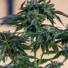 заказать семена конопли Sour Mango feminised