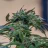 заказ семян конопли Sour Mango feminised