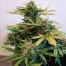 заказать качественные семена конопли Auto Fruit feminised GanjaLiveSeeds
