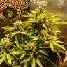семена конопли элитных сортов Auto Fruit feminised GanjaLiveSeeds