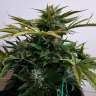 семена конопли марихуаны Auto Fruit feminised GanjaLiveSeeds