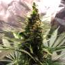 где купить семена конопли M8 feminised GanjaLiveSeeds