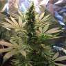качественные семена конопли M8 feminised GanjaLiveSeeds