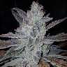 семена конопли в украине с доставкой Auto Dedoverde Haze feminised
семена конопли в украине с доставкой Auto Dedoverde Haze feminised