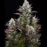 заказать мощные семена конопли Amnesia Gold feminised
 заказать мощные семена конопли Amnesia Gold feminised