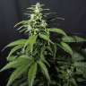 заказать семена конопли наложенным платежом Amnesia Gold feminised заказать семена конопли наложенным платежом Amnesia Gold feminised