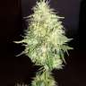 заказать качественные семена конопли Amnesia Gold feminised заказать качественные семена конопли Amnesia Gold feminised