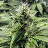 где заказать семена конопли Amnesia Gold feminised где заказать семена конопли Amnesia Gold feminised